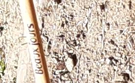 isjm 